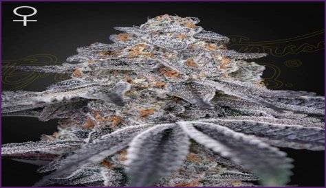 Dosidos x Holy Punch Genetics